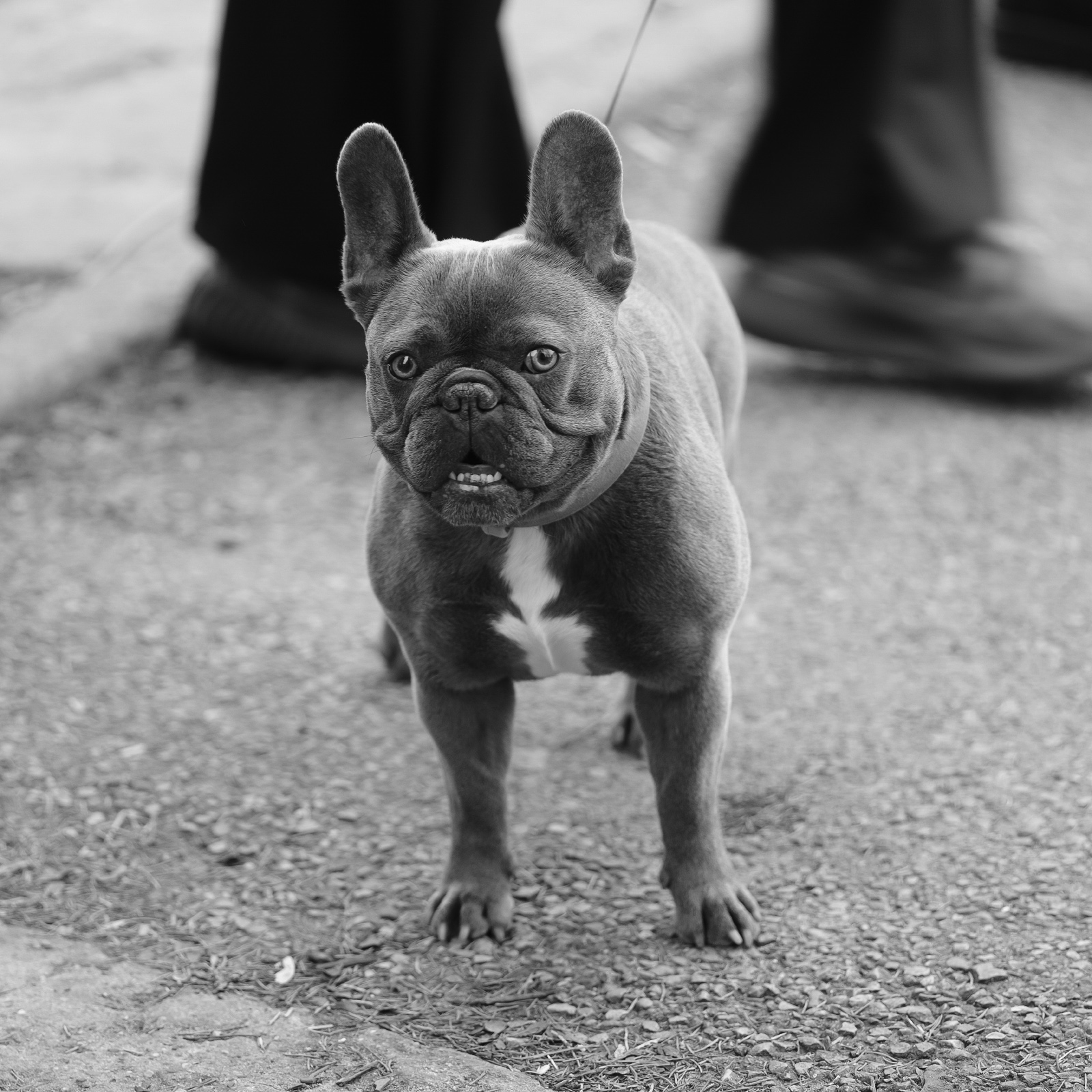 a dog
