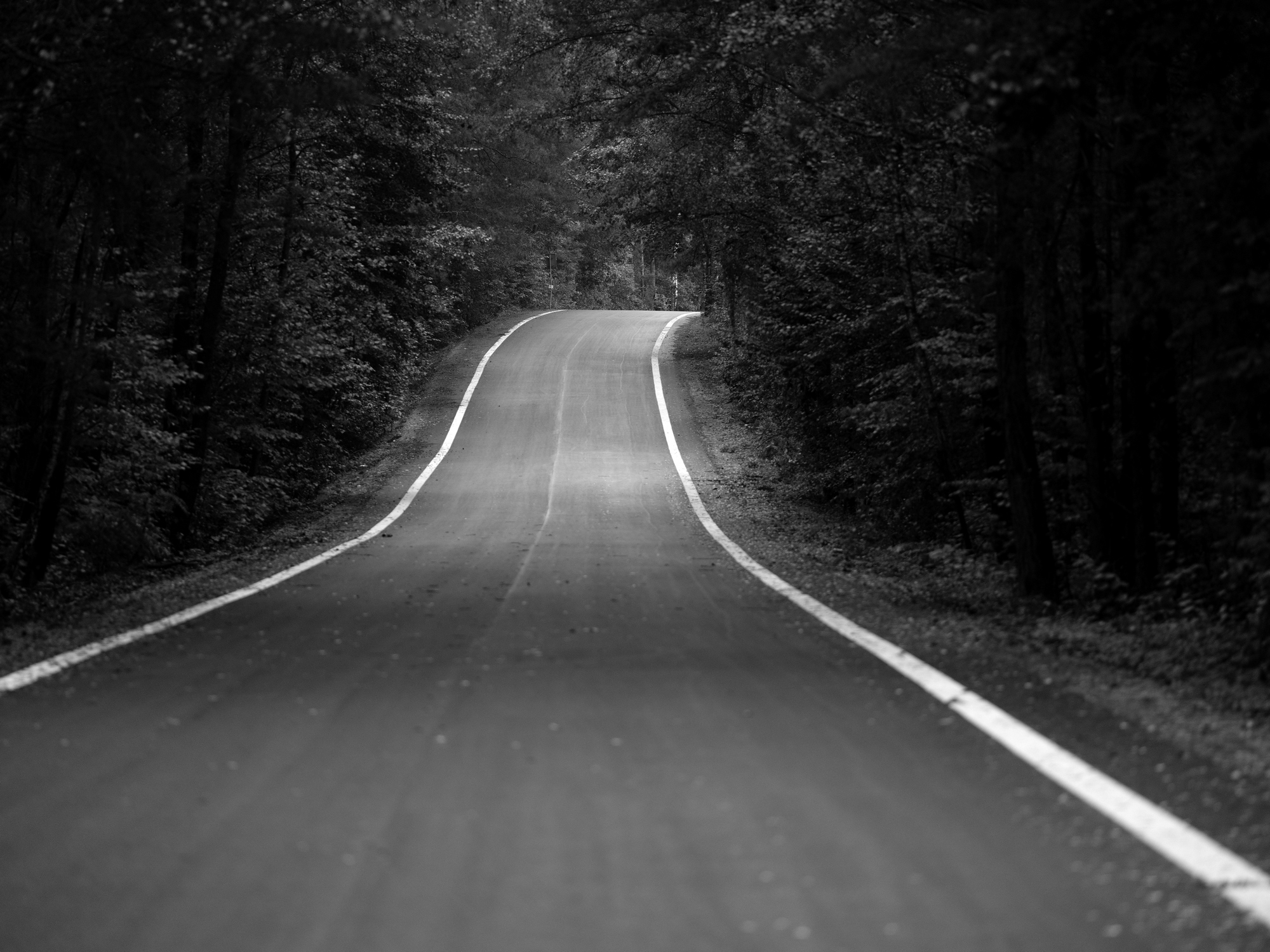 The road through the forest
