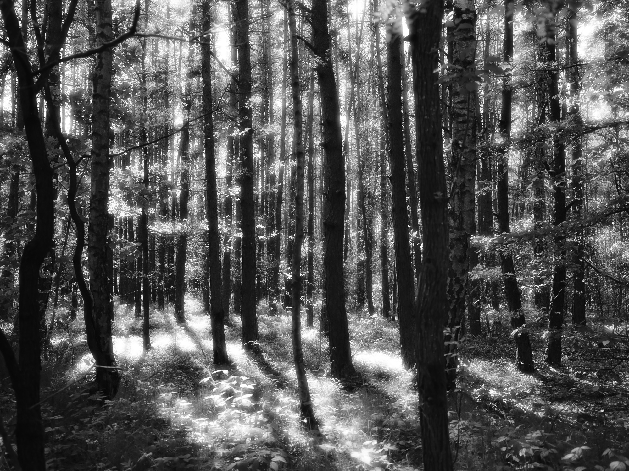 unnamed