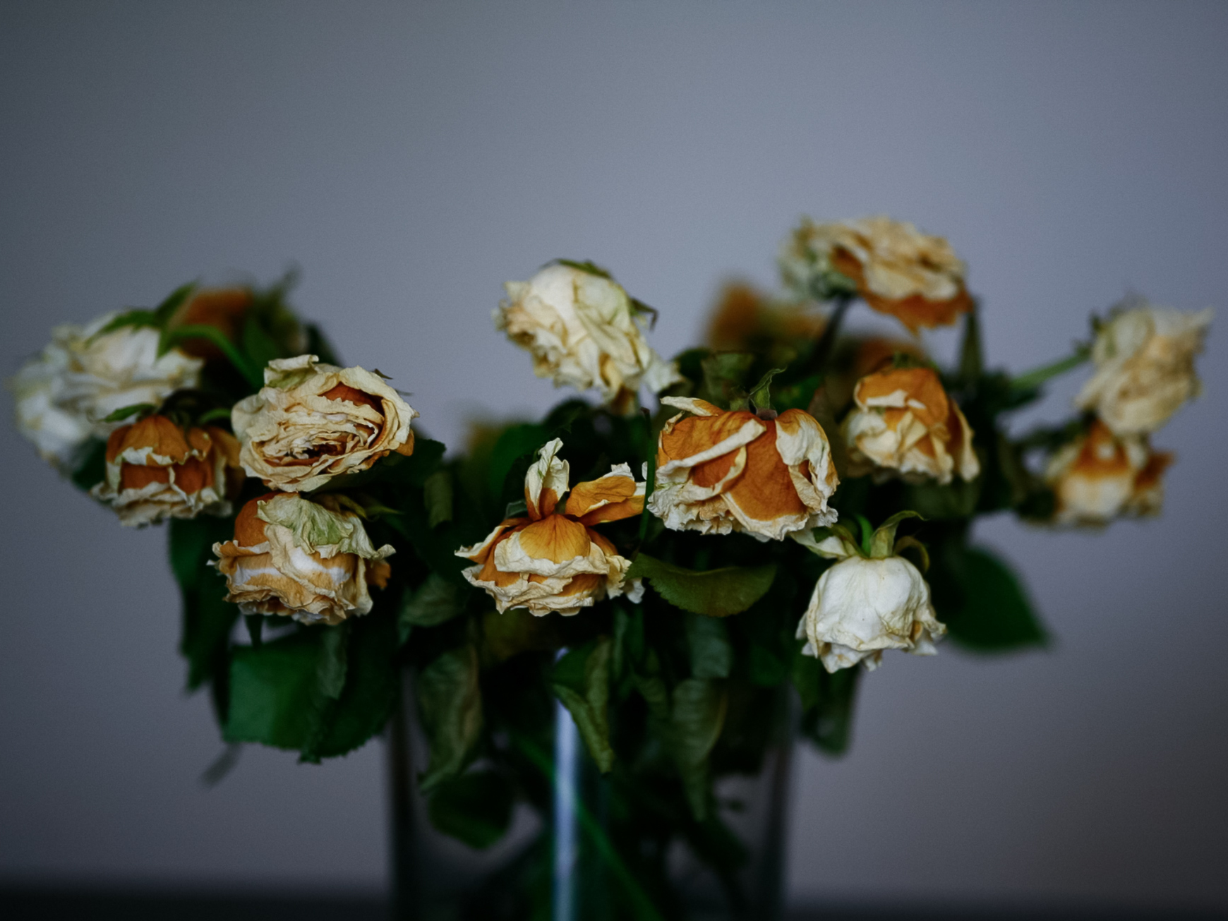 Fading roses