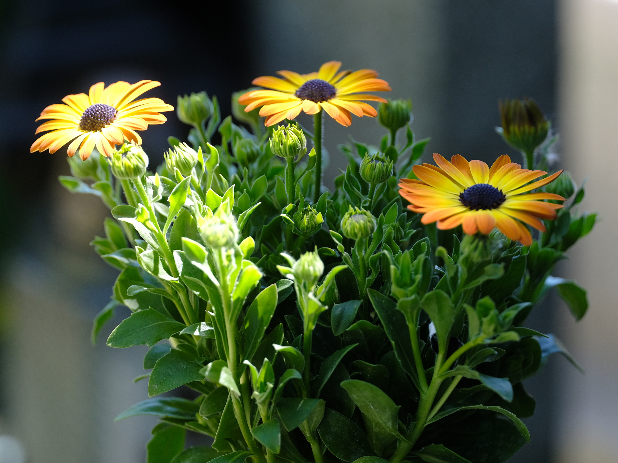 250mm test photo