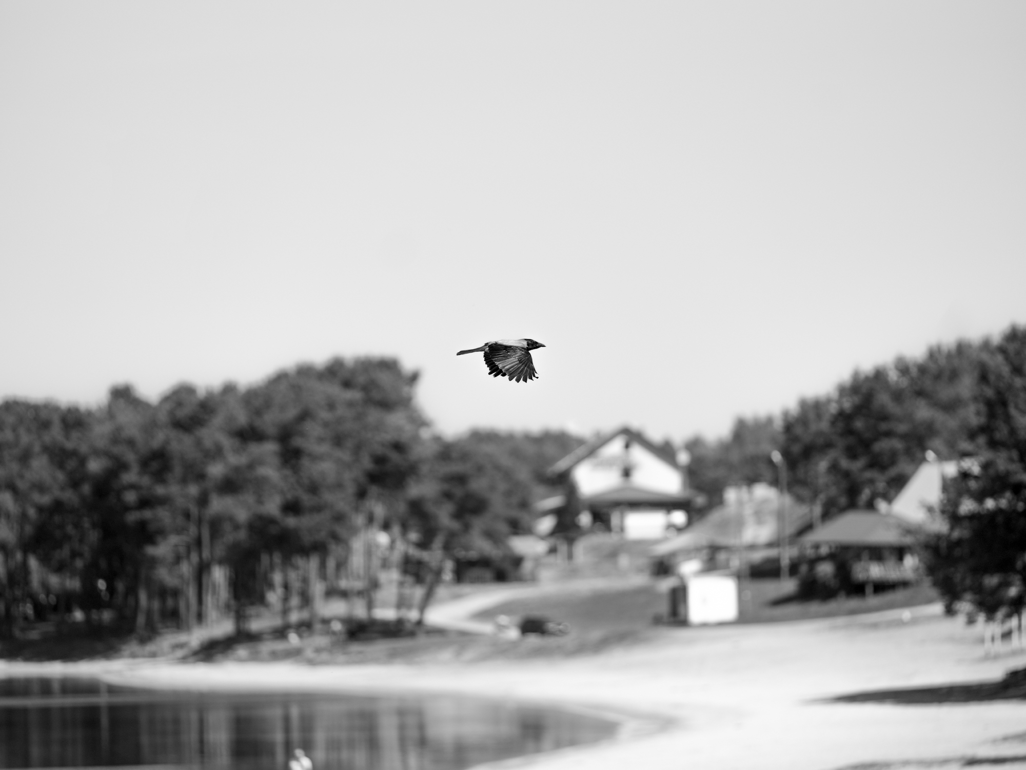 A bird
