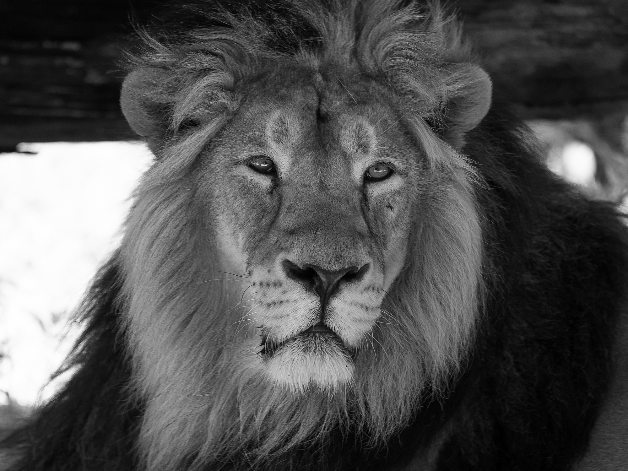 A Lion