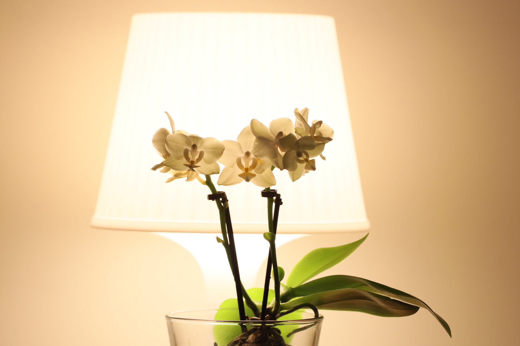 Orchid