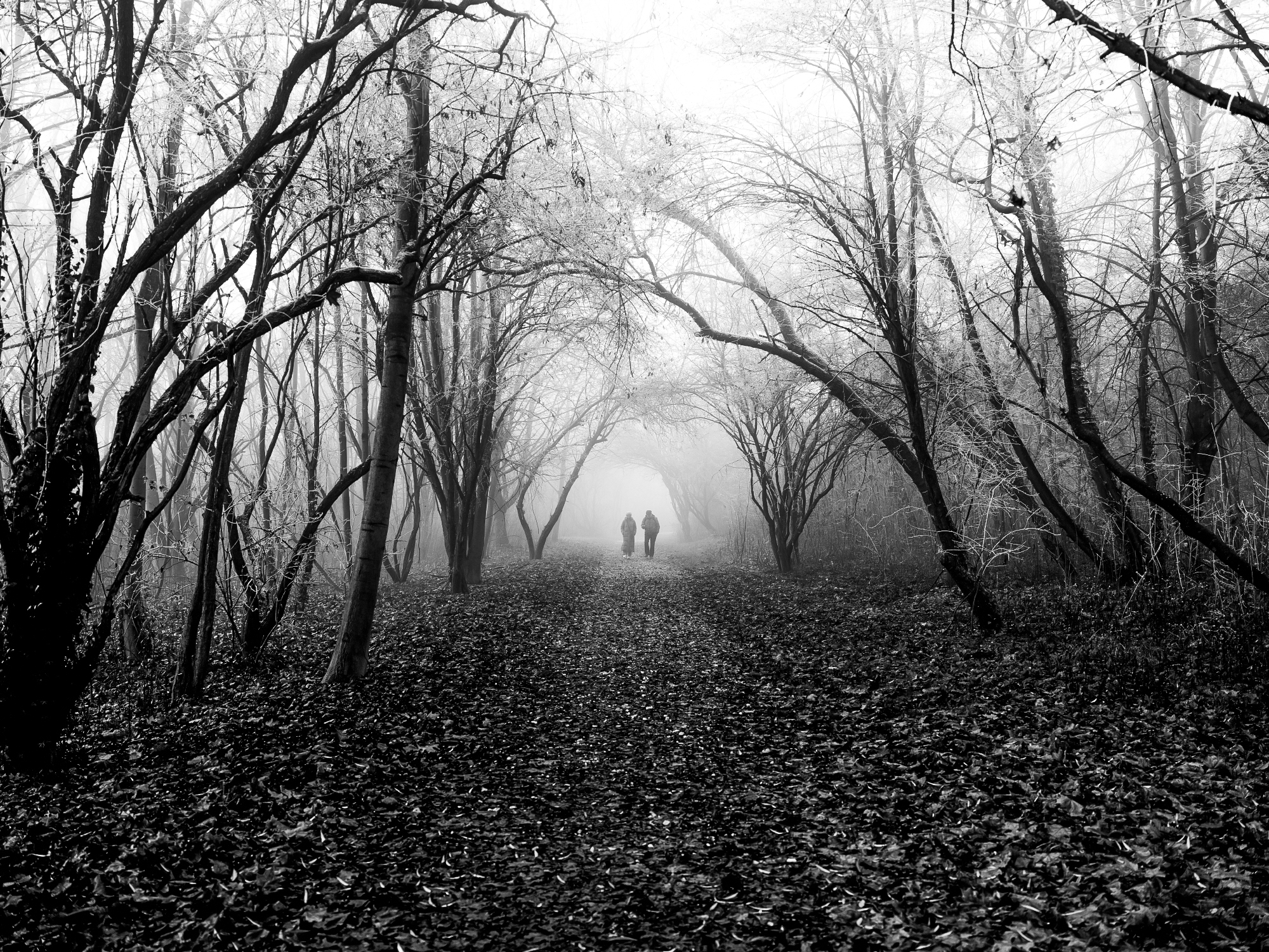 Misty frozen park