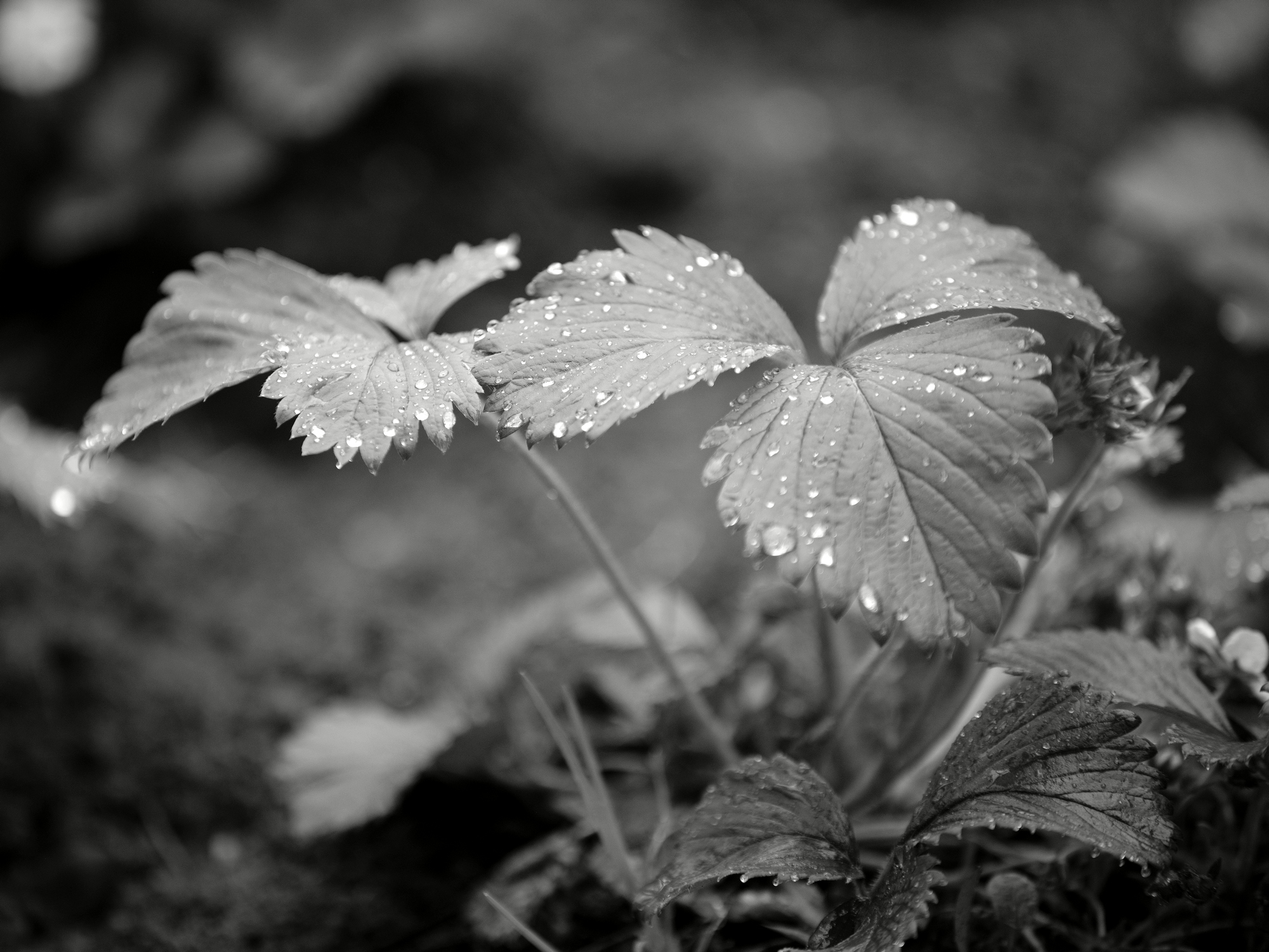 dew on strawberries