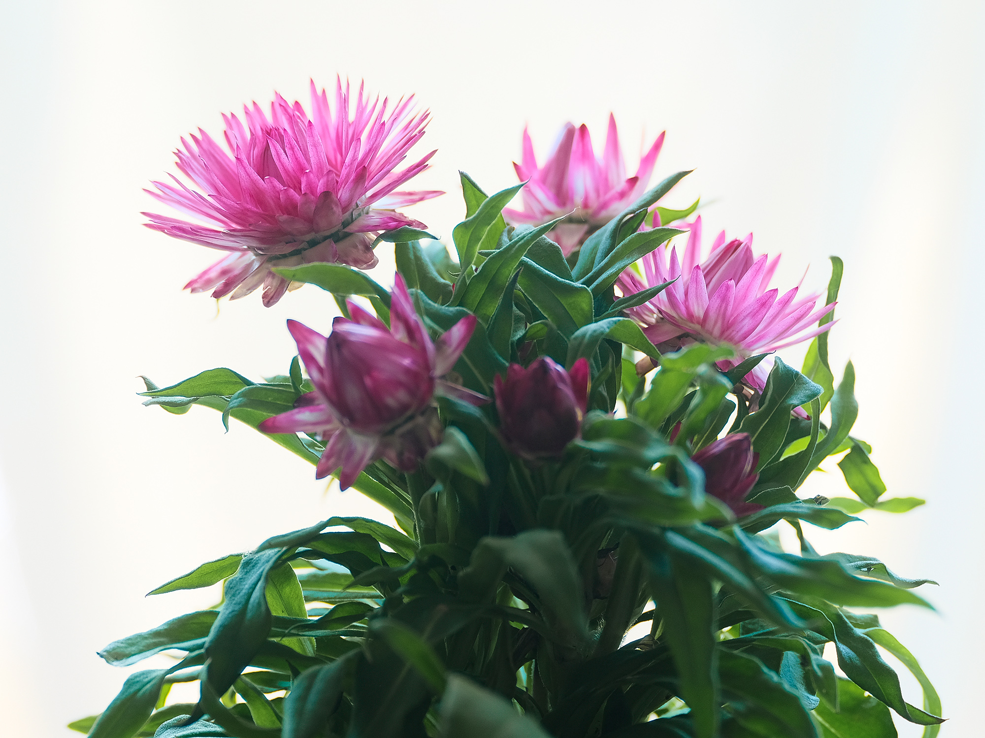 Asters