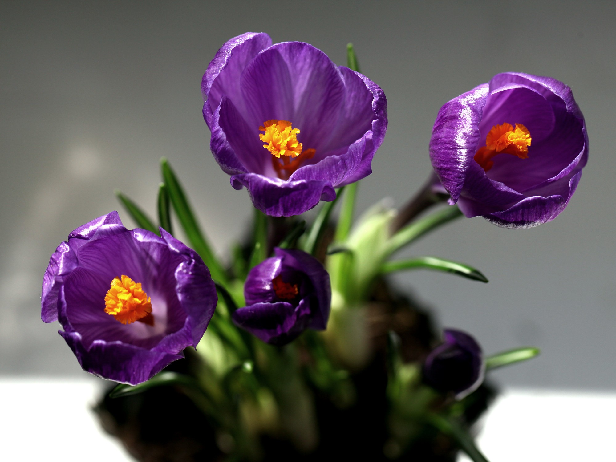 Saffron