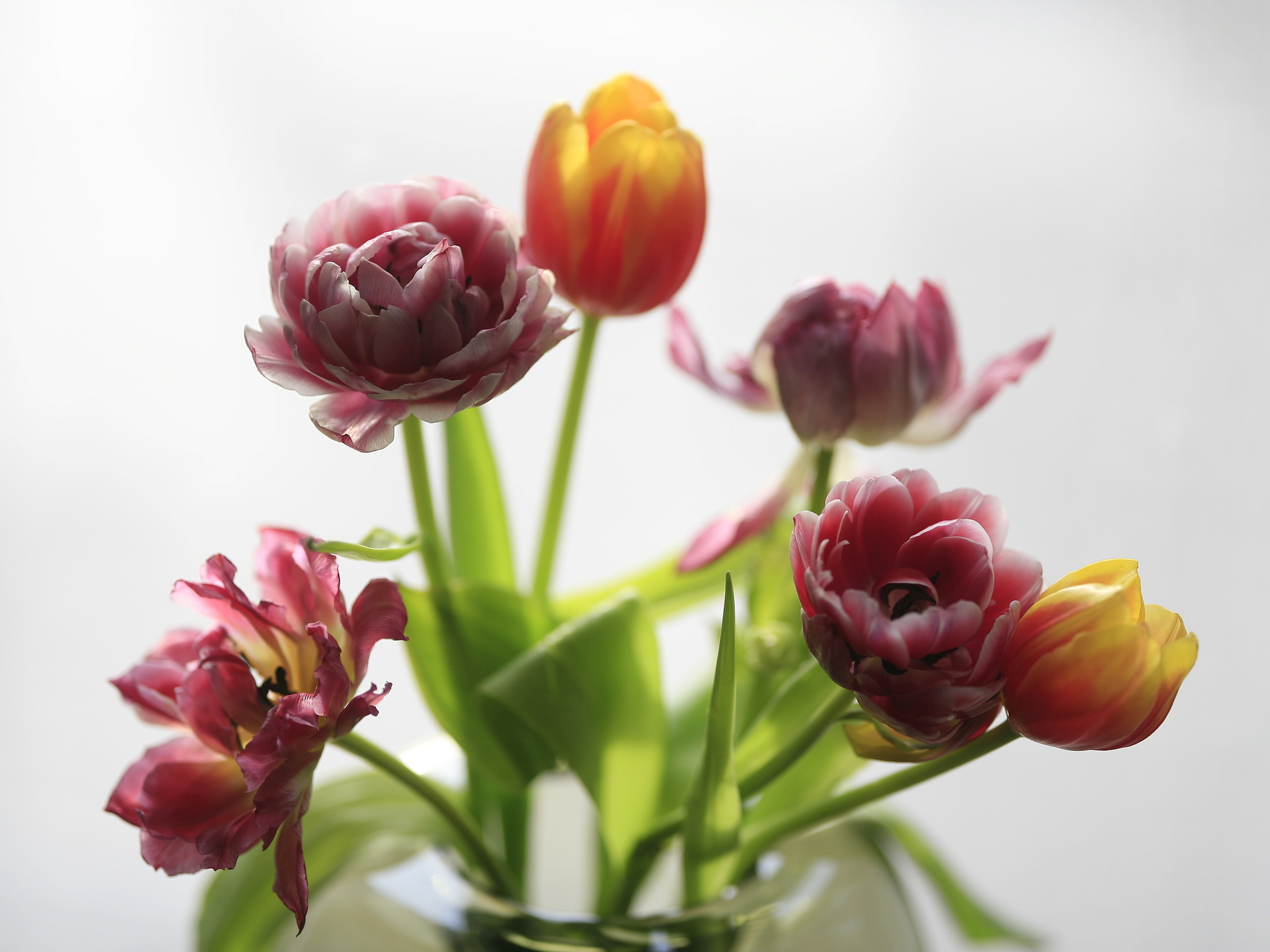 Tulips