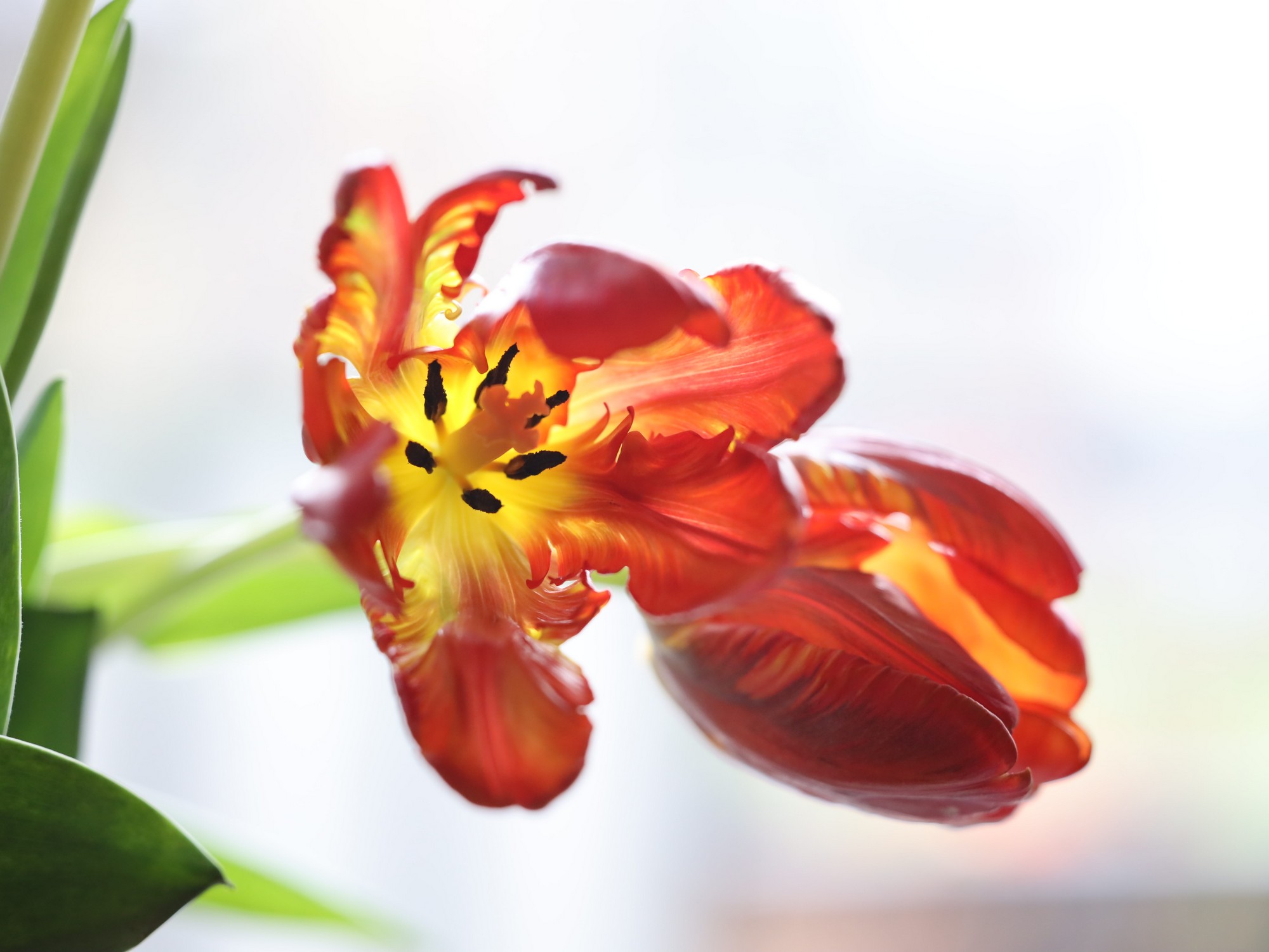 A tulip
