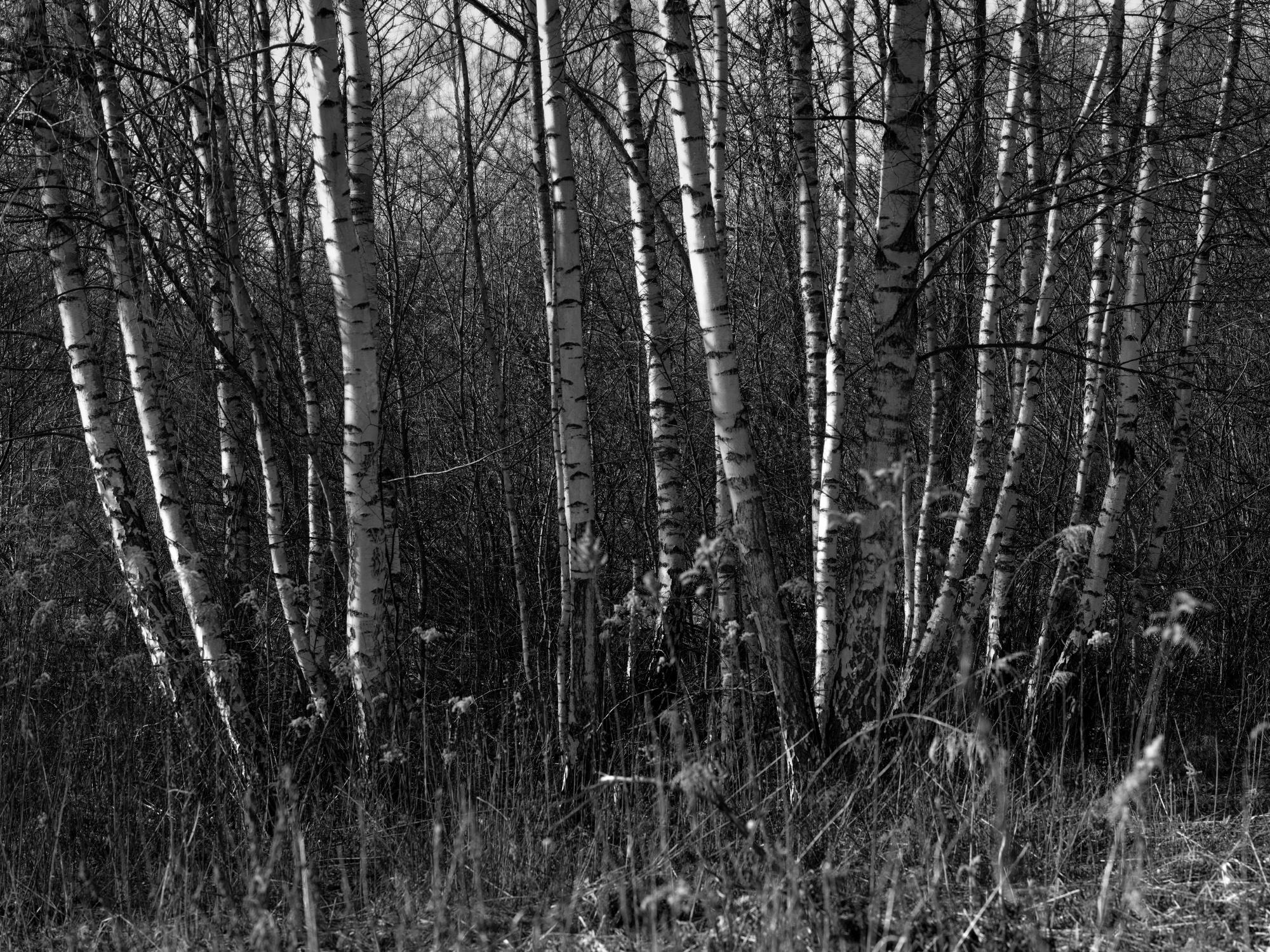unnamed