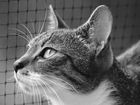 Portrait of Brutik