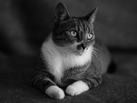 BRUTIK my cat
