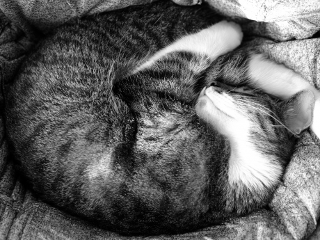 Sleeping Brutik