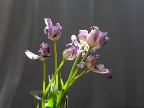 Dying tulips