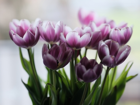 Tulips