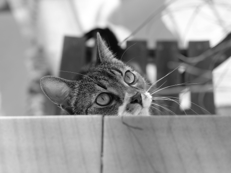 Hidden Brutik