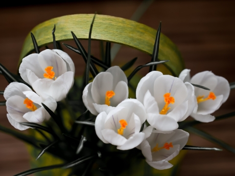 White saffron