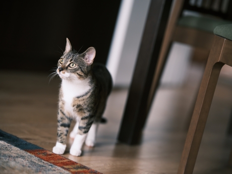 My kitten