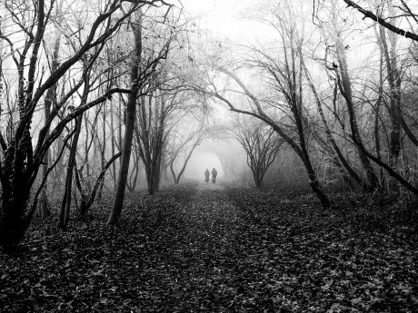 Misty frozen park