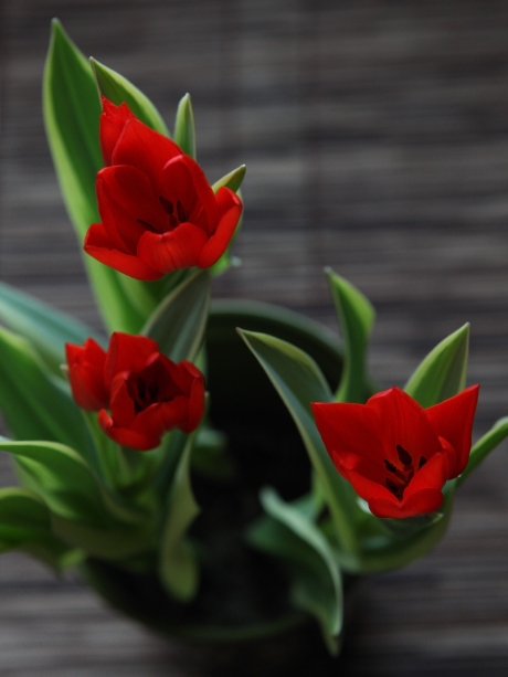 Tulips
