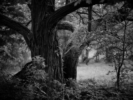 unnamed