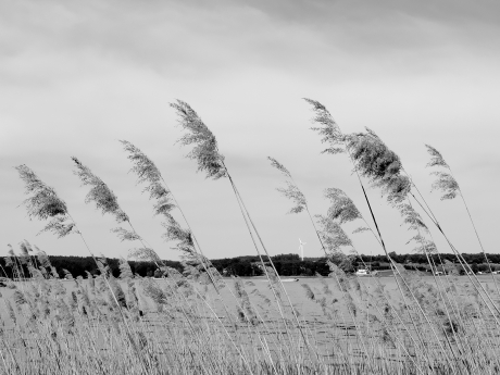 The quiet kiss of the wind