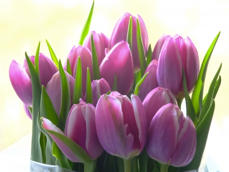 Tulips