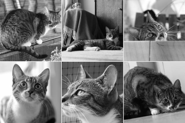 BRUTIK my cat
