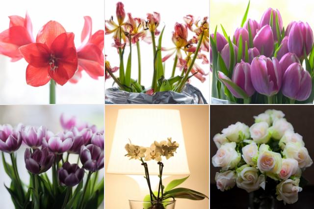 FLOWERS IN MY HOUSE.